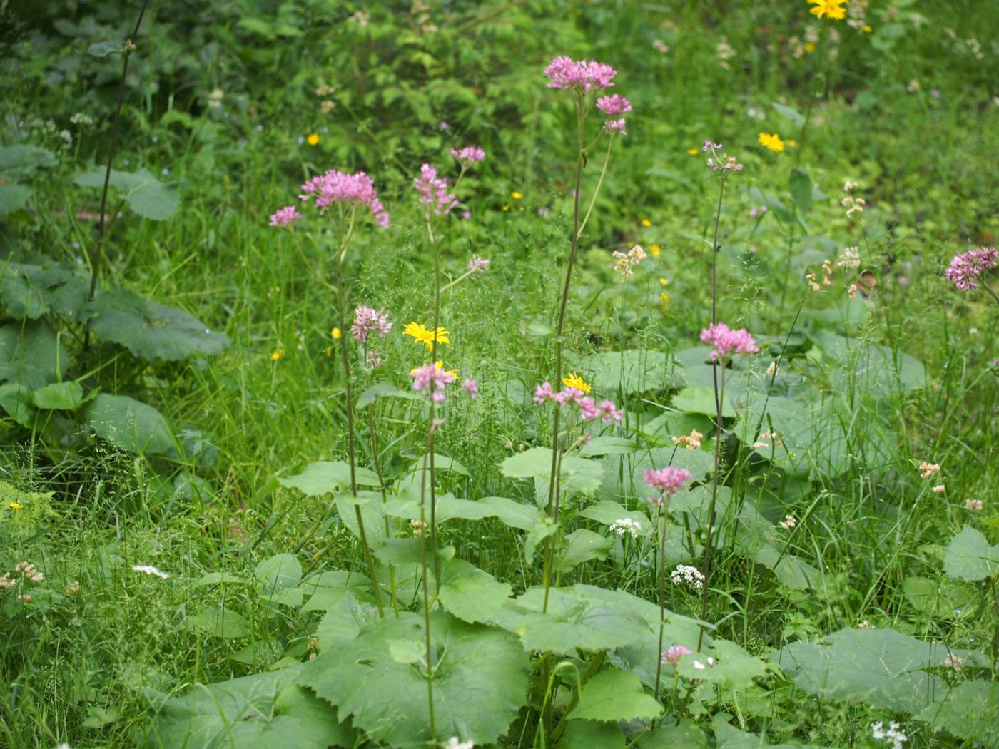 Adenostyles plant